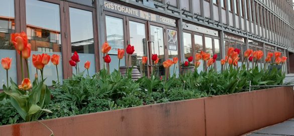 blomster på torvet